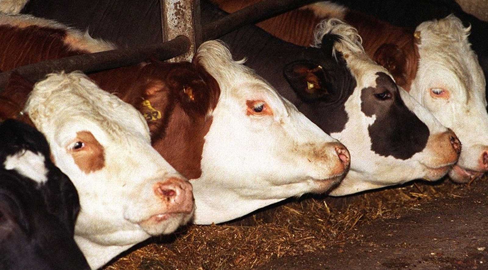 بريطانيا ترصد إصابة بجنون البقر اللانمطي