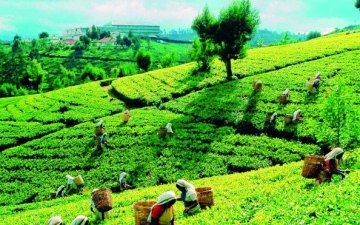 الصورة: الصورة: جمعية هندية: تغير المناخ يهدد صناعة الشاي عالمياً