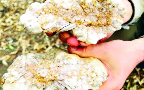 الصورة: الصورة: أسترالي يعثر على صخرة من الذهب
