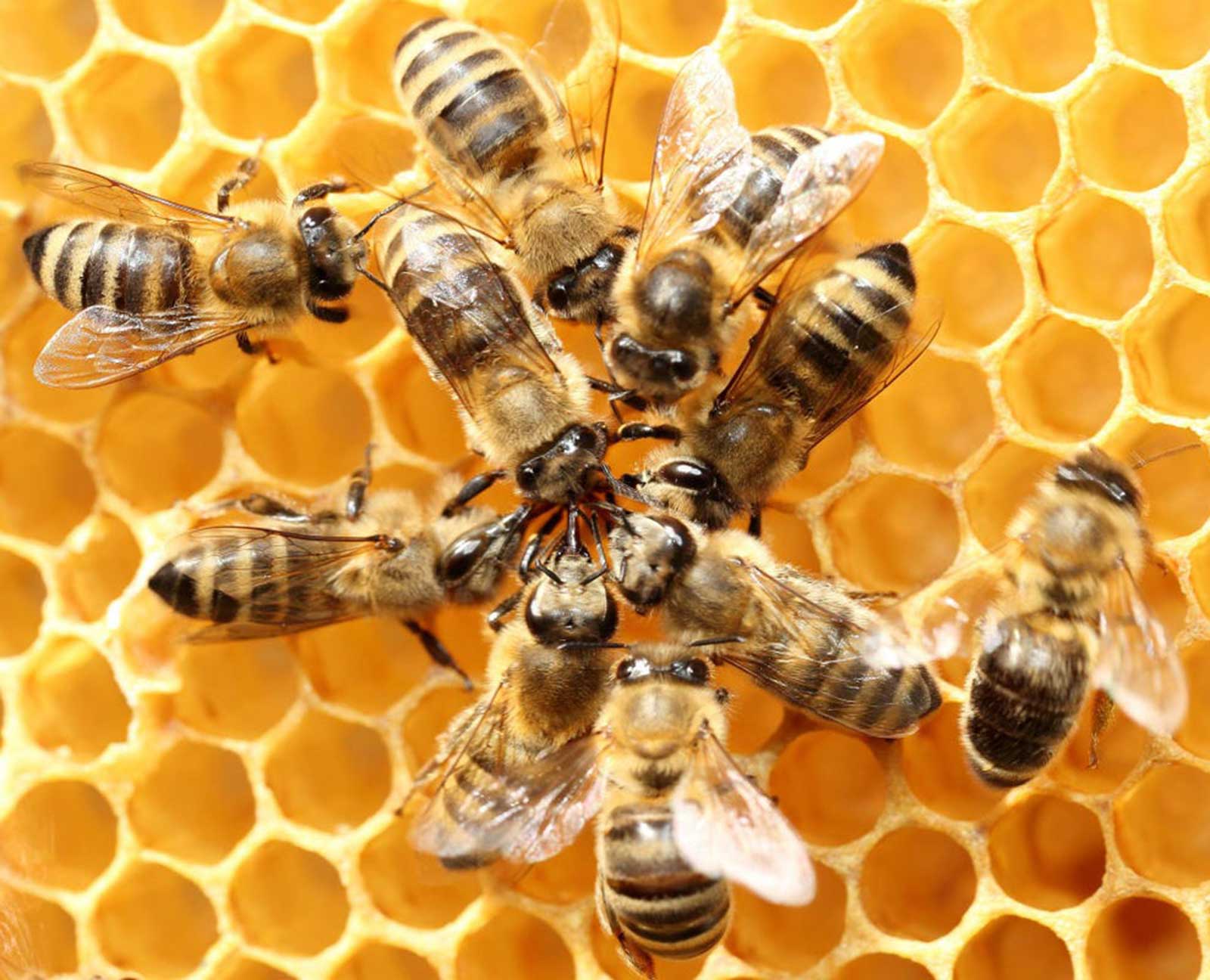 دراسة تغيّر تصوّرات البشر تجاه النحل
