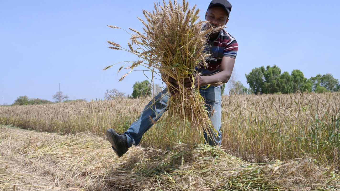 مستلهمة تجربة مصر .. السنغال تحصد القمح متغلبة على قيود المناخ