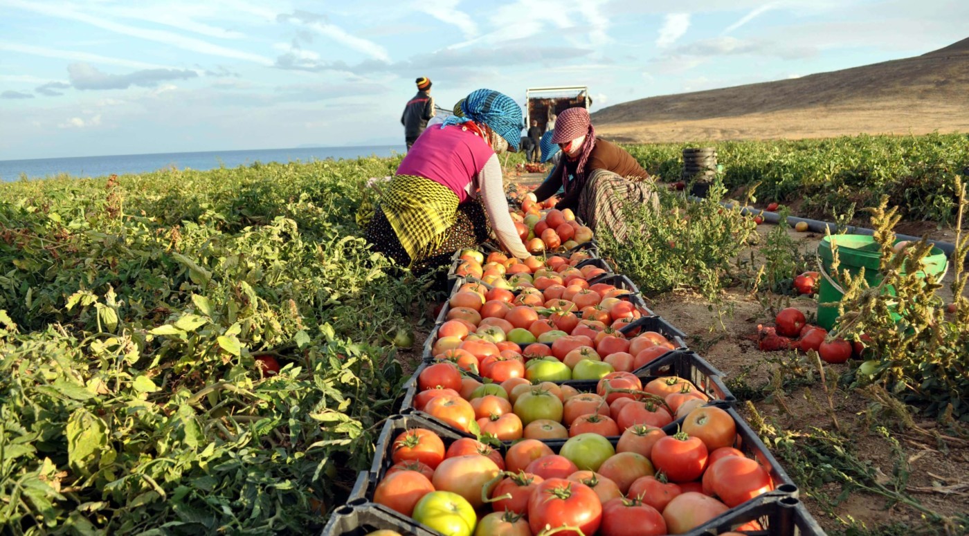 تركيا تجني نحو 9 مليارات دولار من صادرات قطاع الزراعة