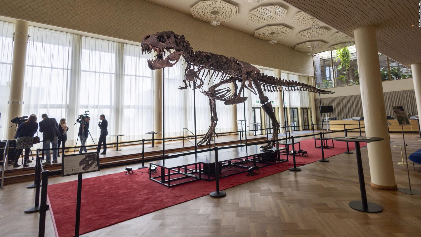 عرض هيكل الديناصور ترينيتي في بلجيكا بعد بيعه بـ 6,1 ملايين دولار