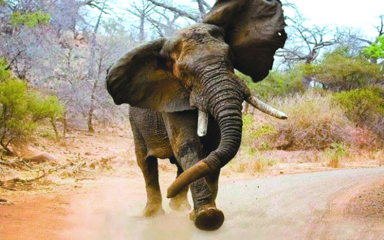 استفزت الفيل فأطاح بها بـ«الضربة القاضية»