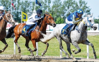 الصورة: الصورة: 8 خيول تتنافس على كأس الوثبة في مالمو