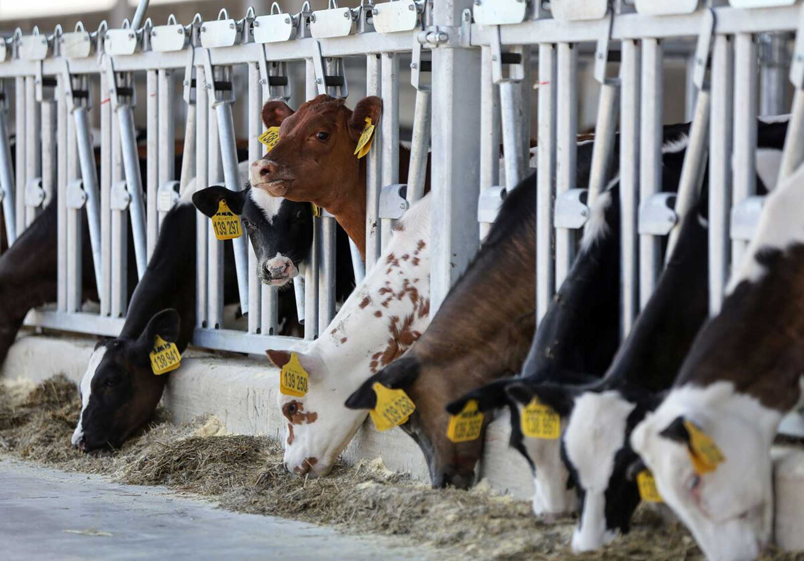 مرض فيروسي يهدد الأبقار في أوروبا بسبب المناخ