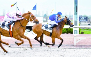 الصورة: الصورة: غداً .. سباق فاطمة بنت مبارك للخيول العربية الأصيلة ينطلق في فرنسا