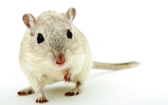 الصورة: الصورة: فأر مصاب بـ«مرض نادر» يفتح باب الأمل