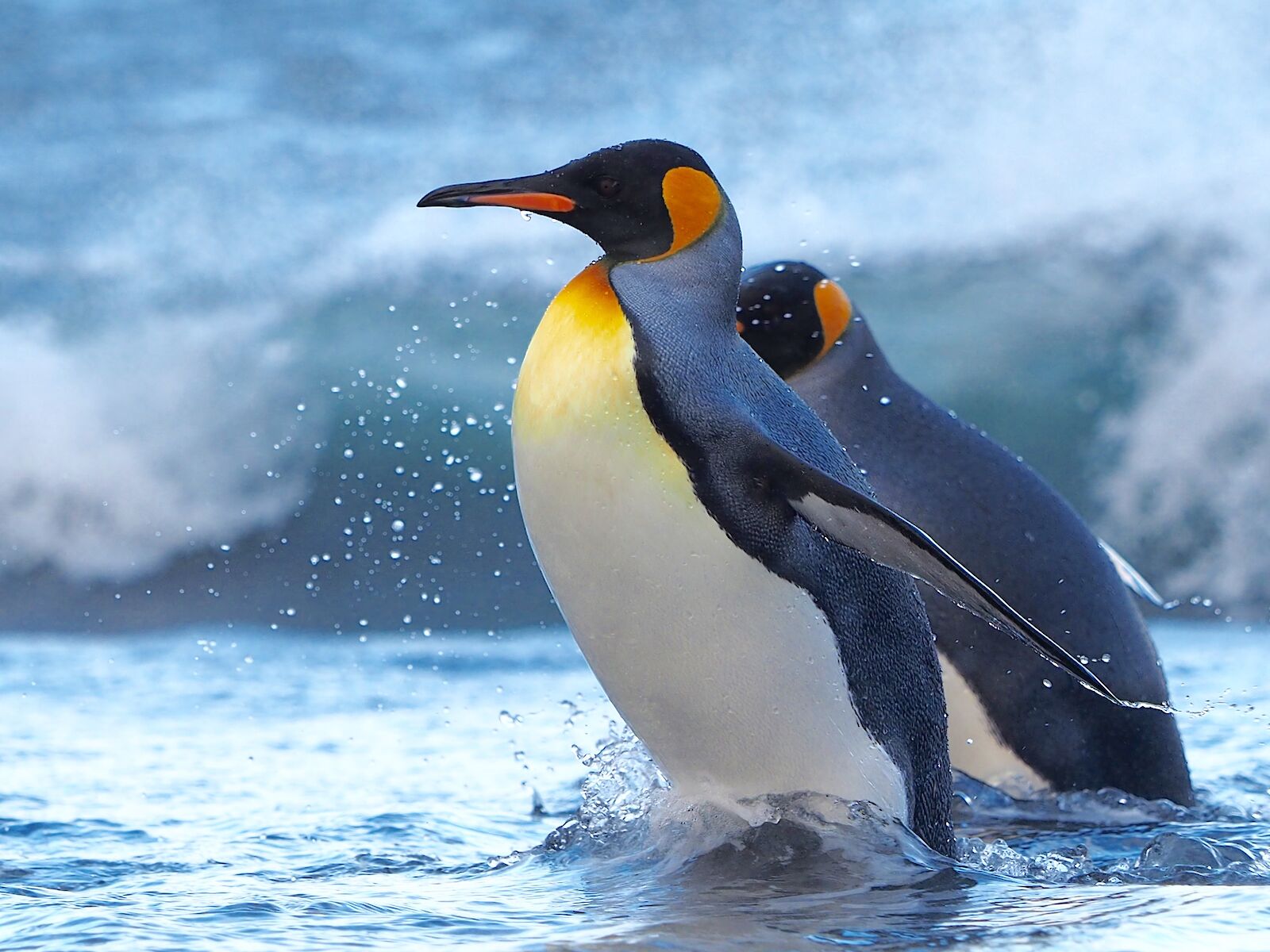 البطريق والمناخ في بؤرة اهتمام معاهدة القارة القطبية الجنوبية