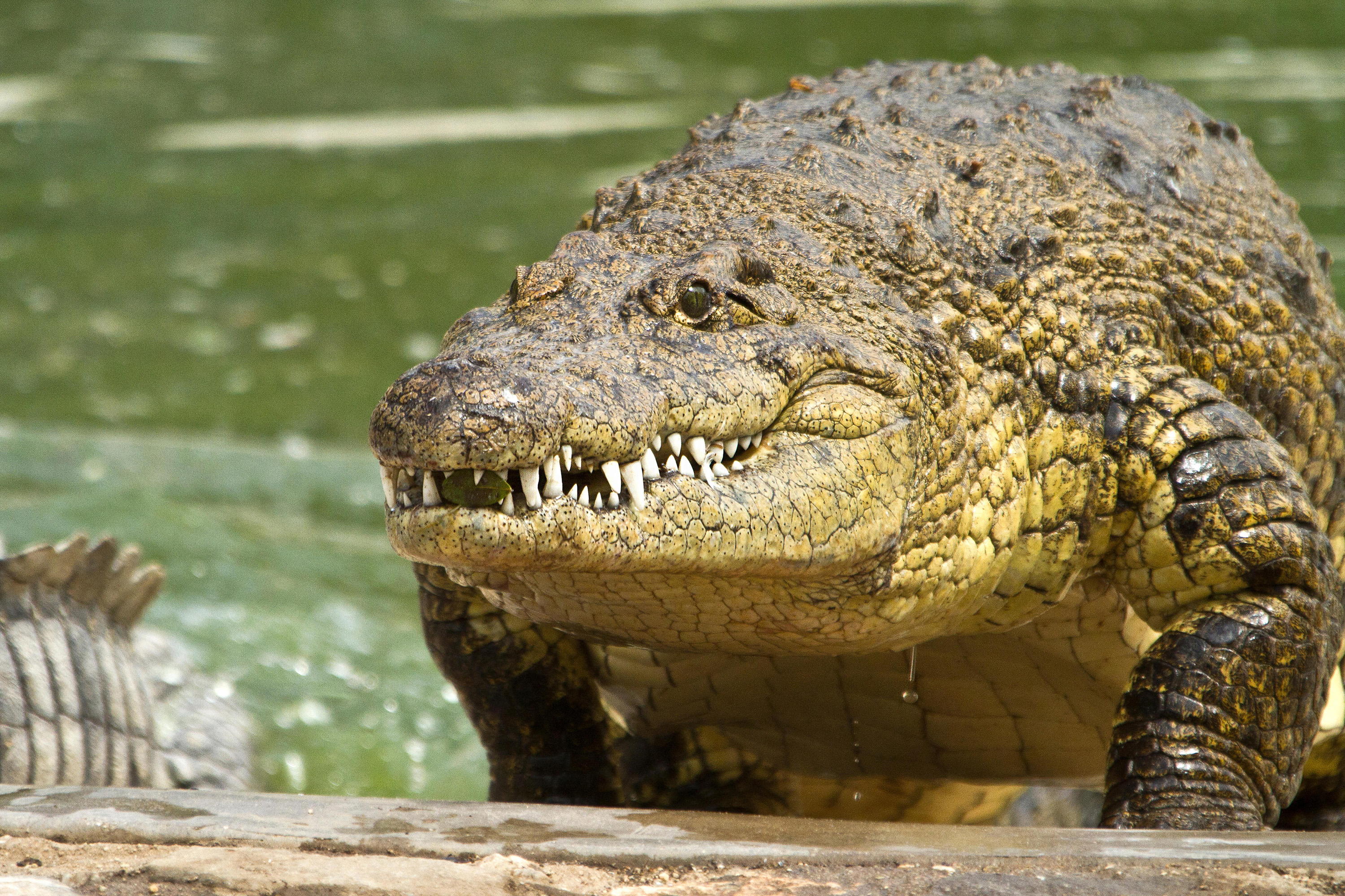 اكتشاف أول «ولادة عذرية» لتمساح في حديقة حيوان بكوستاريكا