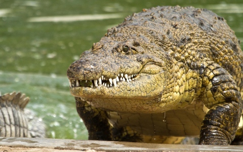 الصورة: الصورة: اكتشاف أول حالة «تكاثر عذرية» لتمساح في حديقة حيوان بكوستاريكا