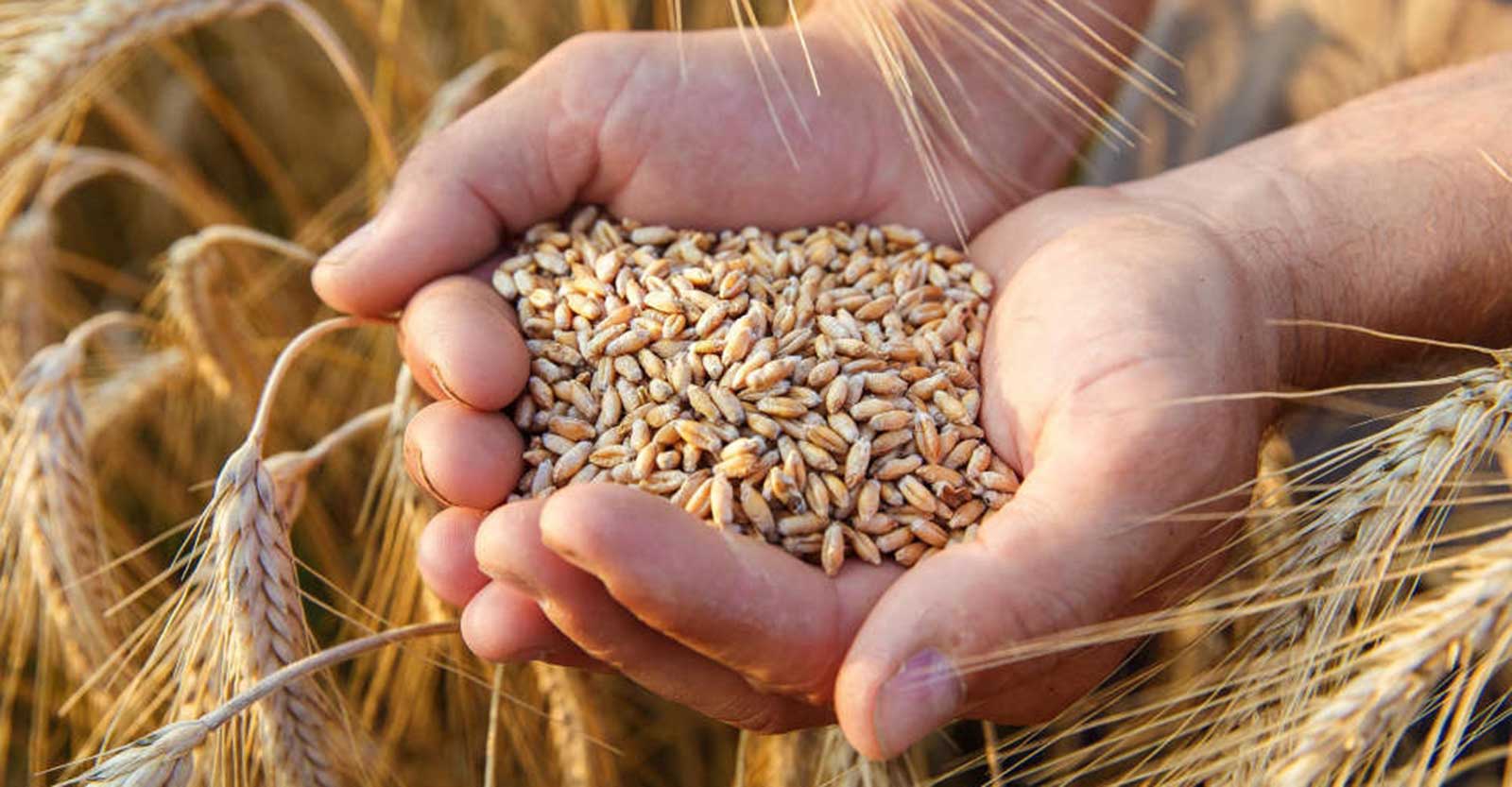 مصر تكشف حقيقة تعثرها بسداد مدفوعات واردات القمح