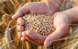 مصر تكشف حقيقة تعثرها بسداد مدفوعات واردات القمح