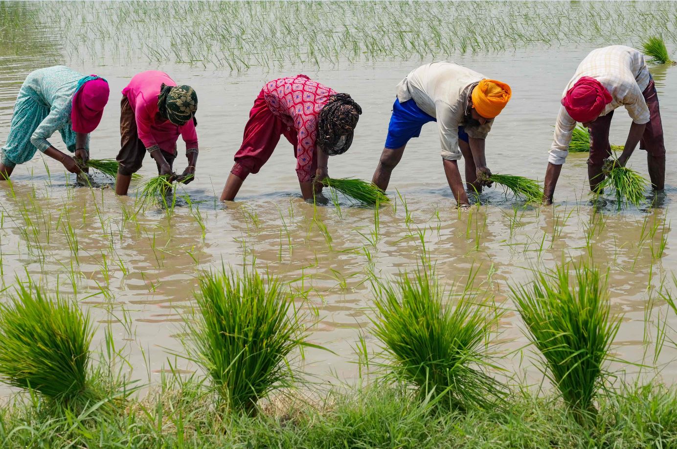 بعد القمح.. اضطرابات في إمدادات الأرز العالمية تطال 3 مليارات شخص