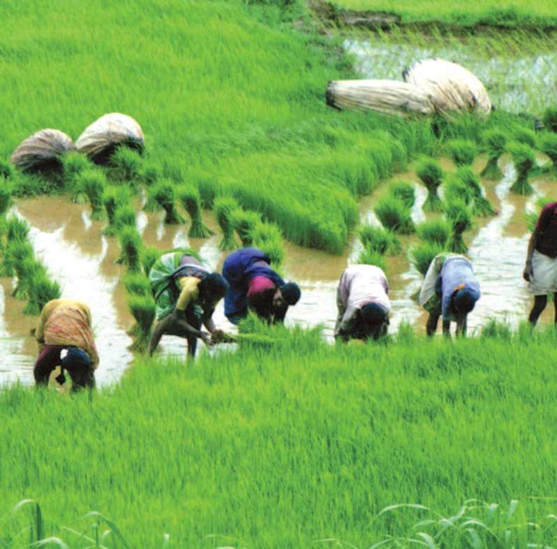 اضطرابات في إمدادات الأرز تطال 3 مليارات شخص