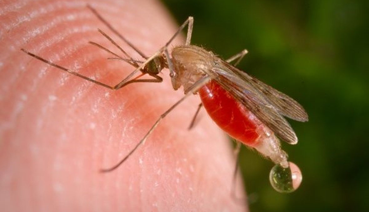 18 مليون جرعة من لقاح الملاريا إلى 12 دولة أفريقية