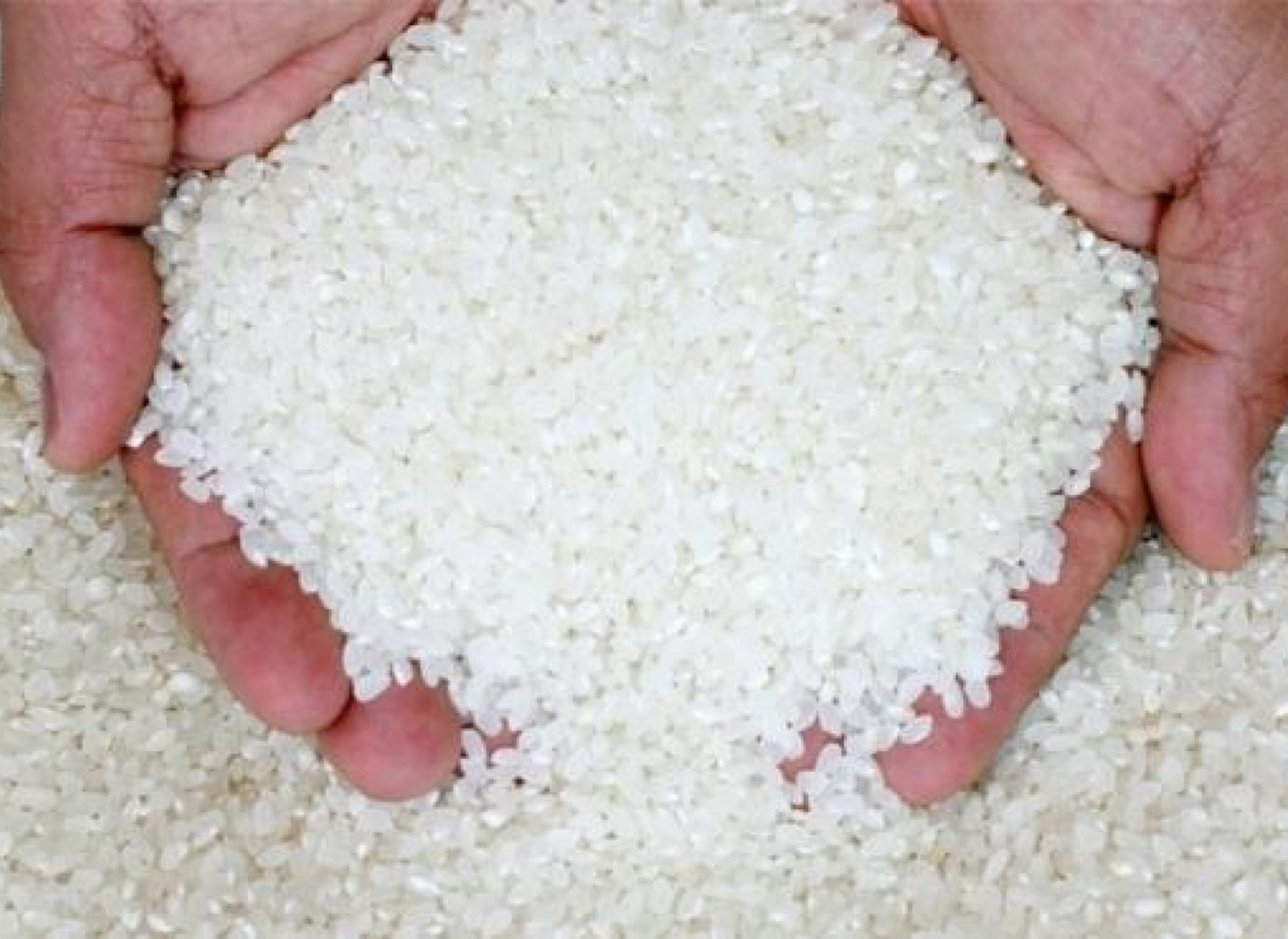 حقيقة وجود عجز في الأرز بالأسواق المصرية