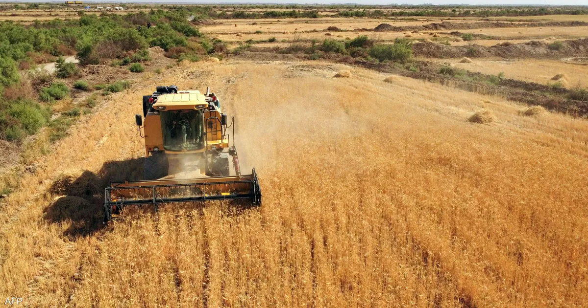 توقعات بزيادة واردات المغرب من القمح اللين إلى 5 ملايين طن بسبب الجفاف