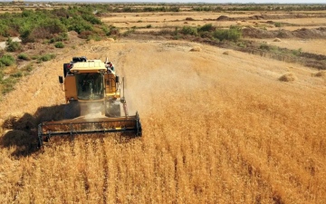 الصورة: الصورة: توقعات بزيادة واردات المغرب من القمح اللين إلى 5 ملايين طن بسبب الجفاف