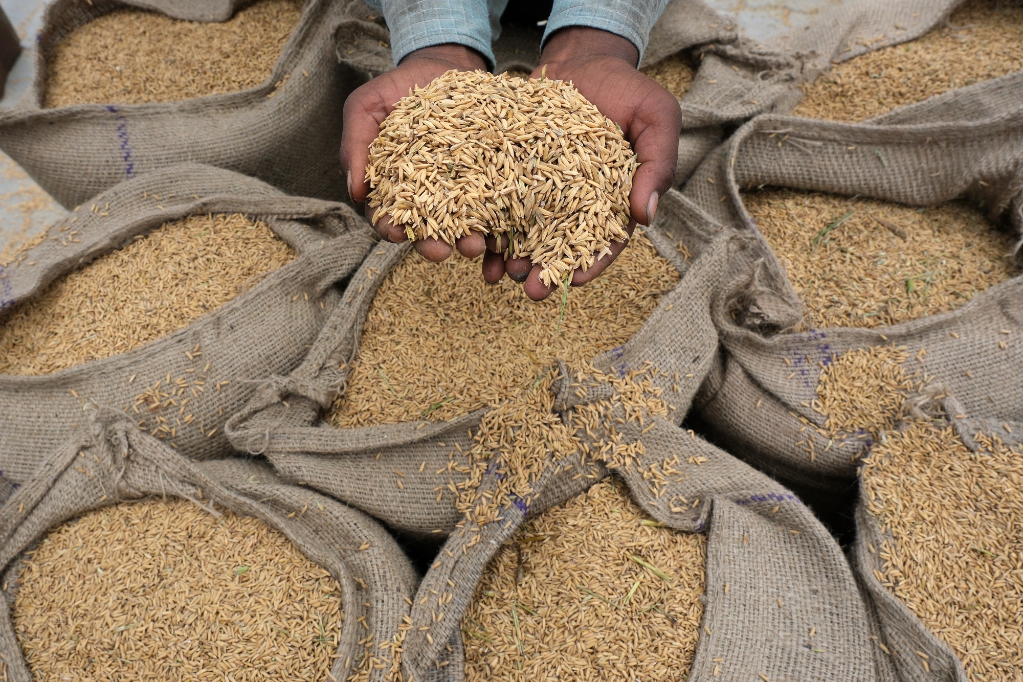 الهند تعفي بعض الدول من قيود تصدير الأرز