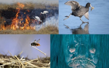 الصورة: الصورة: صورة «وحش أسطوري» مرشحة لأفضل صور الحياة البرية في عام 2023