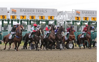 الصورة: الصورة: 8 خيول تتنافس  على كأس الوثبة  في «لنجفيلد»