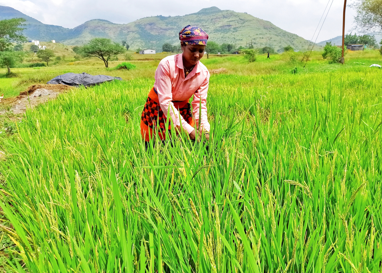 ارتفاع أسعار الأرز عالمياً يؤكد المخاطر الغذائية للتغير المناخي