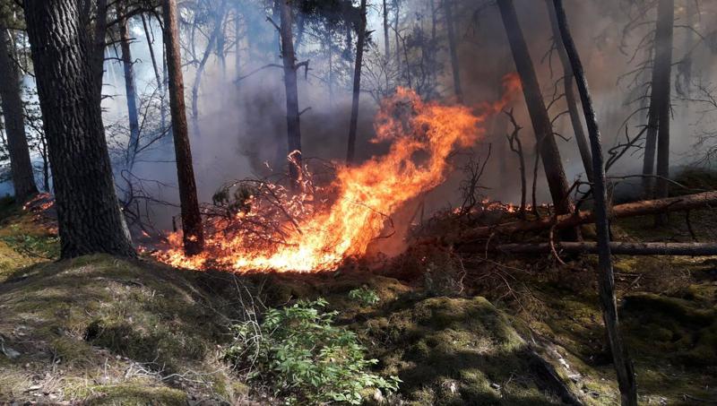 الجزائر.. حريق بإحدى الغابات في ولاية بجاية