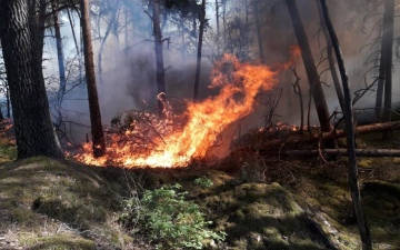 الصورة: الصورة: الجزائر.. حريق بإحدى الغابات في ولاية بجاية
