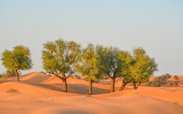 الصورة: الصورة: أشجار الغاف في الإمارات.. كنوز بيئية تعزز الرقعة الخضراء وتكافح التغير المناخي
