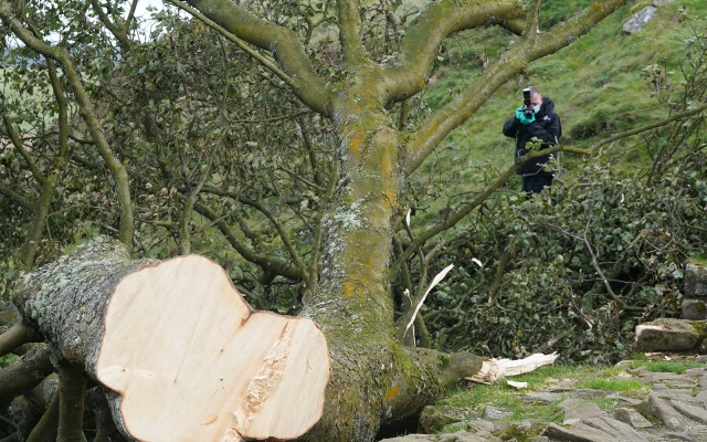 الصورة: الصورة: بريطانيا تفرج بكفالة عن متهم بقطع شجرة عمرها 300 عام