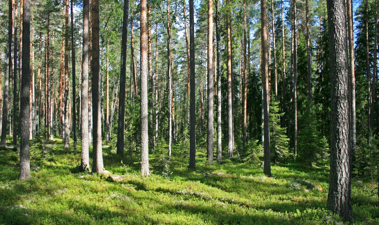 خفض انبعاثات الكربون ومنح الغابات المستدامة الضوء الأخضر