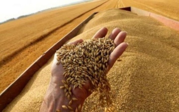 الصورة: الصورة: متعاملون: مصر اشترت 480 ألف طن من القمح الروسي بالأمر المباشر