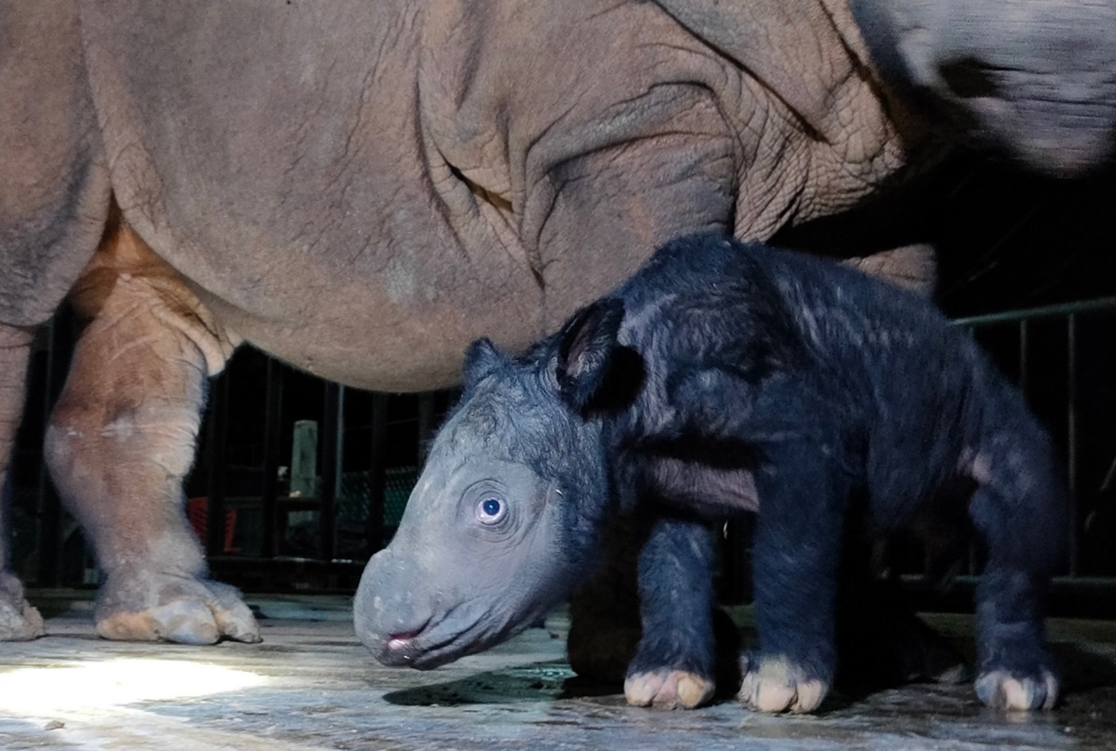 ولادة وحيد قرن نادر شبه منقرض في إندونيسيا