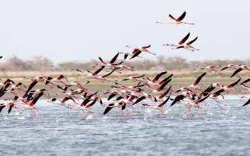الصورة: الصورة: المحميات الطبيعية في الإمارات مساحات مستدامة تقلص تداعيات التغير المناخي
