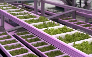 الصورة: الصورة: مزرعة عمودية في «دبي الصناعية» لإنتاج 360 طناً من الخضراوات سنوياً