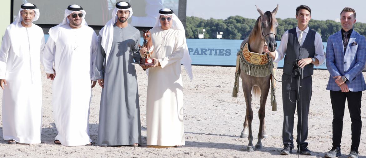 مربط دبي يتألق في بطولة عجمان لجمال الخيل العربية