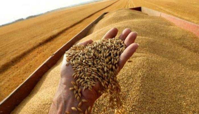 مصر تستورد 7 ملايين طن من القمح في 2024