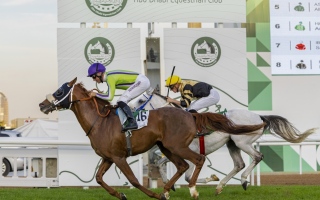 الصورة: الصورة: كأس رئيس الدولة للخيول العربية الأصيلة 17 الجاري
