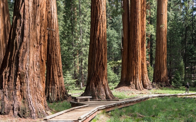 الصورة: الصورة: شجر الخشب الأحمر قد يصبح عوناً في مواجهة التغير المناخي