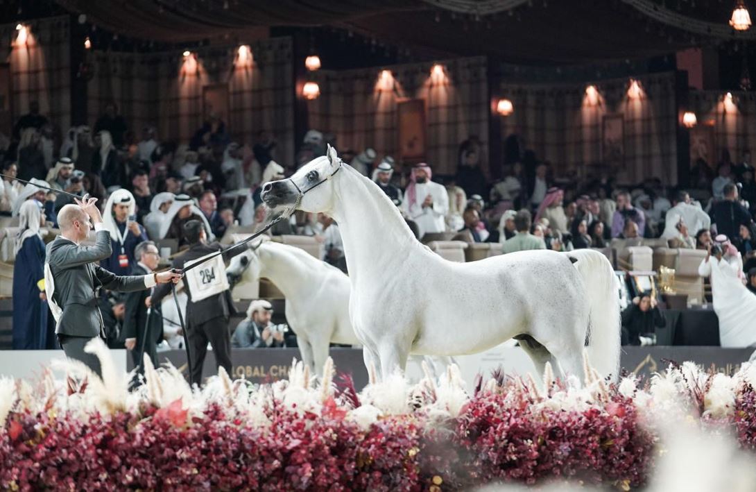 أفضل الجياد العربية في العالم تشارك في «دولية أبوظبي للخيول العربية»