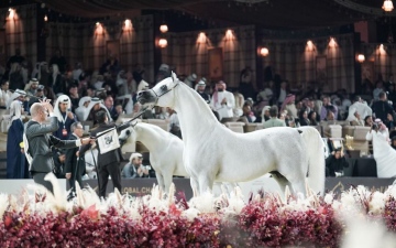 الصورة: الصورة: أفضل الجياد العربية في العالم تشارك في «دولية أبوظبي للخيول العربية»