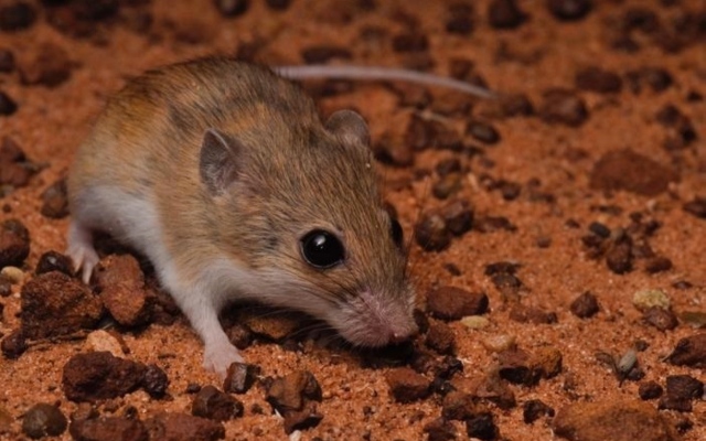 الصورة: الصورة: فئران جديدة في أستراليا
