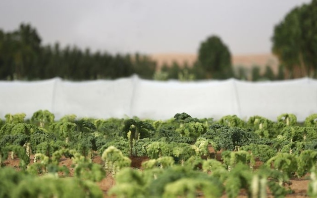 الصورة: الصورة: «مبروك مزرعتك» تعزّز الاستدامة الاستباقية بـ7 خدمات