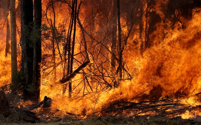 الصورة: الصورة: حرائق الغابات تدمر عدداً من المنازل في أستراليا ومخاوف بشأن الطقس
