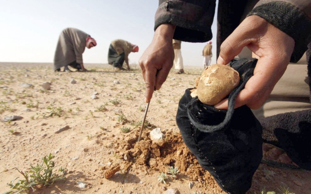 الصورة: الصورة: مصرع 13 مدنياً بانفجار لغم خلال جمعهم الكمأة في سوريا