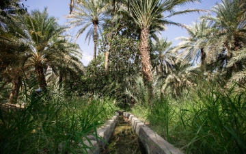 الصورة: الصورة: الأفلاج.. رصيد إنساني بجذور ممتدة في أرض الإمارات