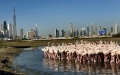 الصورة: الصورة: محميات دبي الطبيعية بوصلة استدامة السياحة البيئية