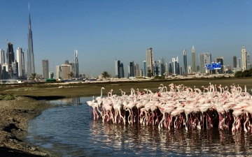 الصورة: الصورة: محميات دبي الطبيعية بوصلة استدامة السياحة البيئية