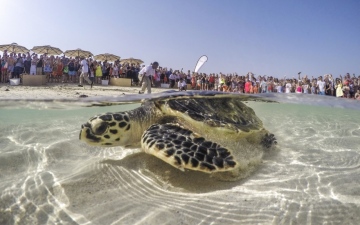 الصورة: الصورة: «دبي لإعادة تأهيل السلاحف» يعزز الاستدامة البيئية